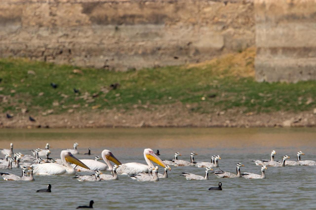Raas Chhatrasagar, Nimaj, District Pali Exteriér fotografie