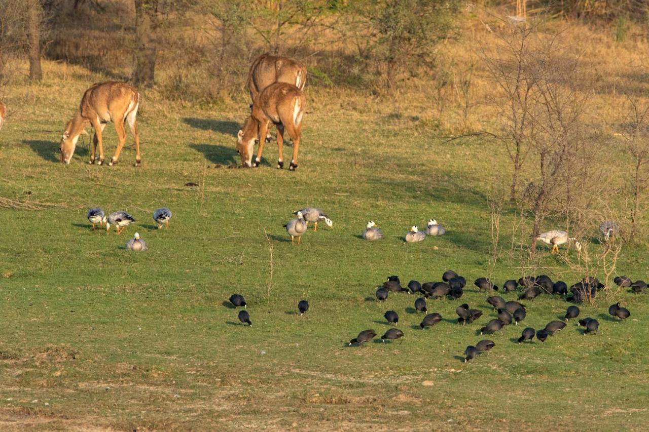 Raas Chhatrasagar, Nimaj, District Pali Exteriér fotografie